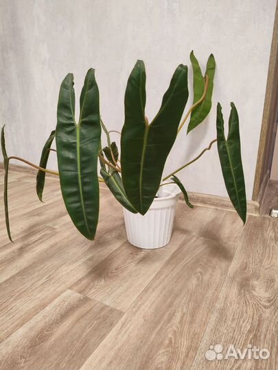 Филодендрон Биллитау