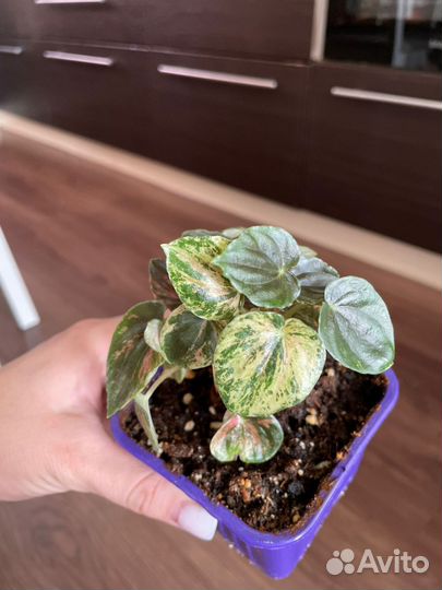 Пеперомия пинк марбл, редкая