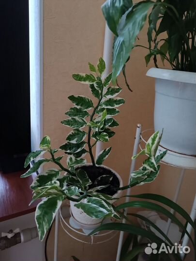 Педилантус