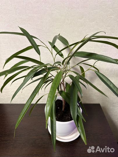 Комнатные цветы