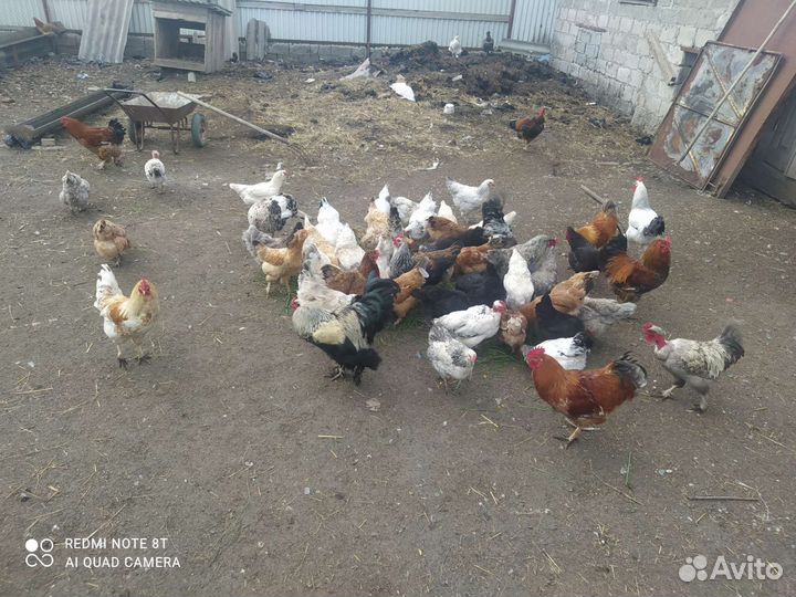 Куры питухи