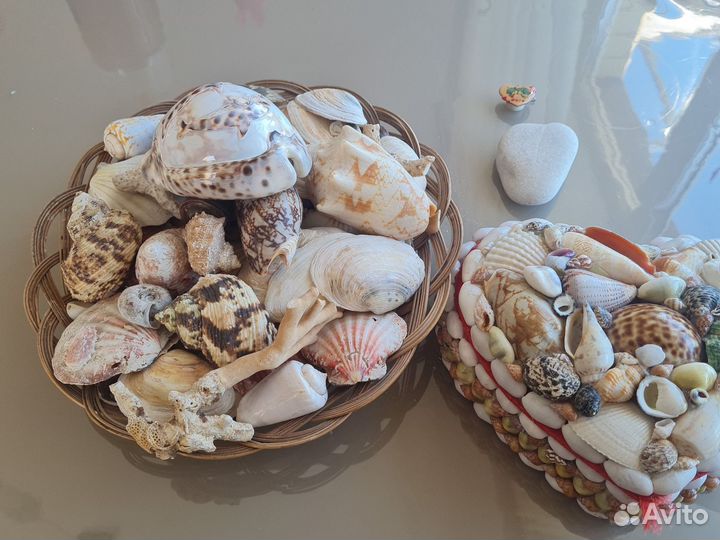 Морские ракушки