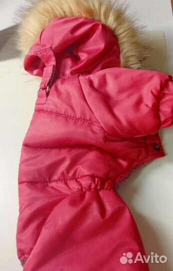 Одежда для собак