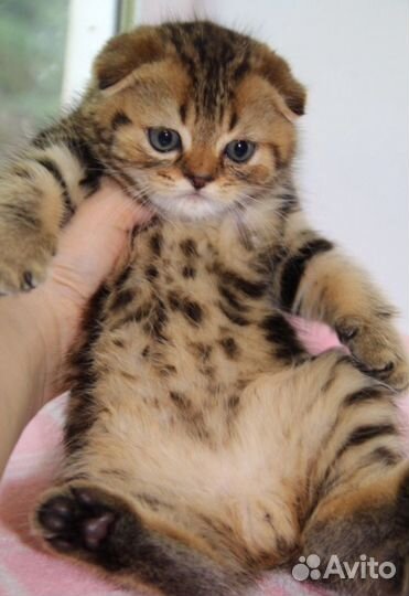 Шикарные шотландские котята