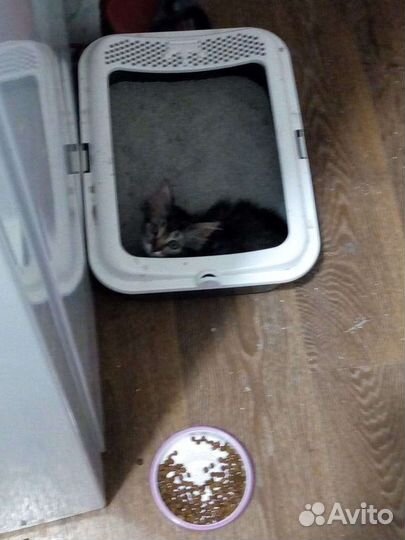 Кот защитник