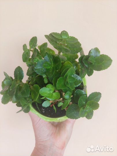 Декоративное каланхое