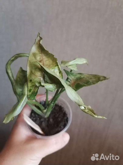 Сингониумы