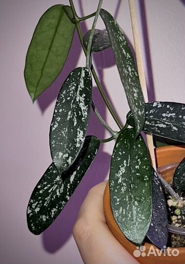 Хойя/хойи срезом