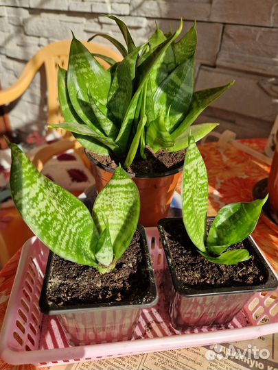 Сансевиерия