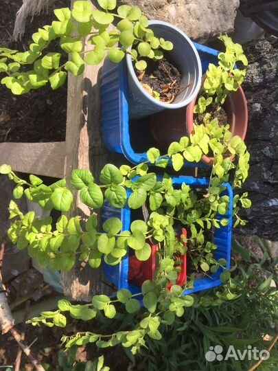 Вербейник монетчатый. Кактус