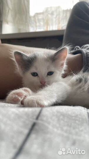 Отдам бесплатно котят и двух кошек