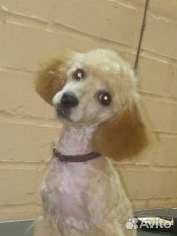 Стрижка кошек и собак (выезд/салон)