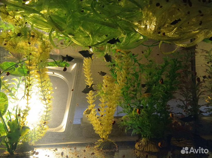 Мирные аквариумные рыбки