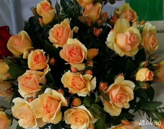 Саженцы роз хансештадт росток осень 2023г