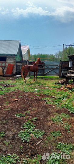 Жеребец русский рысак