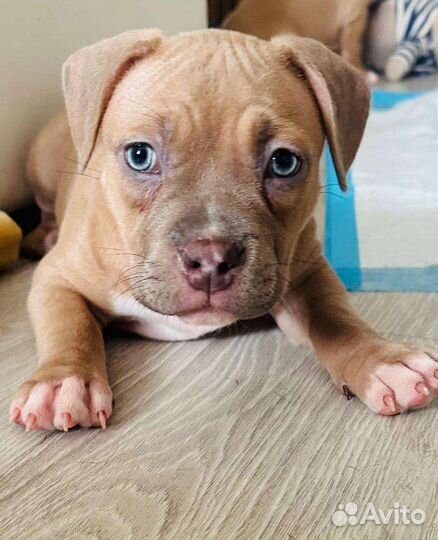 Собаки щенки Американский Булли