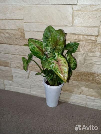 Сингониумы сортовые