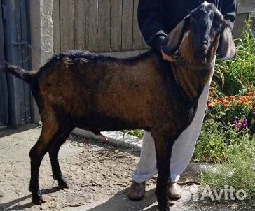 Нубийский козел