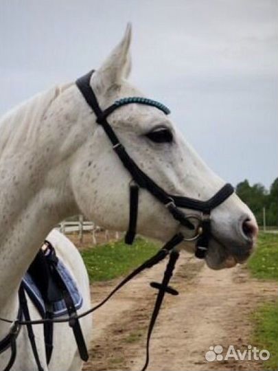 Анатомическая уздечка