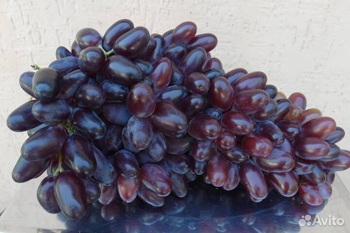 Саженцы винограда