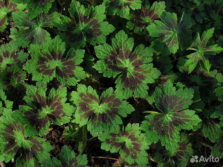 Герань садовая многолетняя