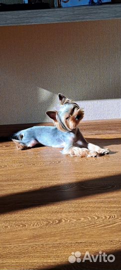 Вязка Йоркширский терьер