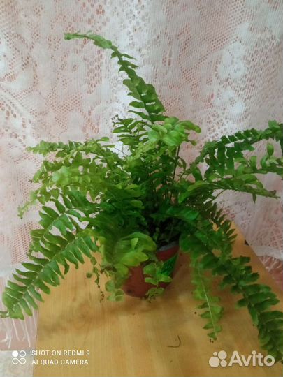Папоротник нефролепис