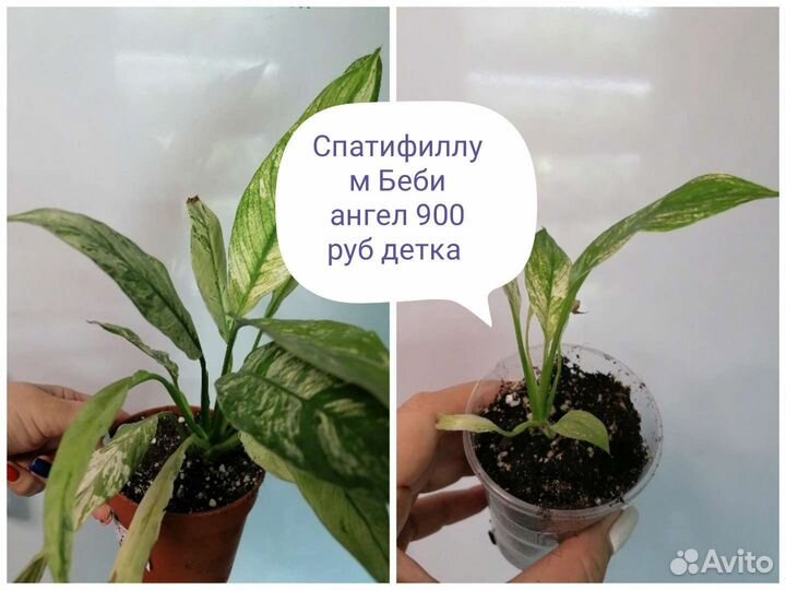 Спатифиллум