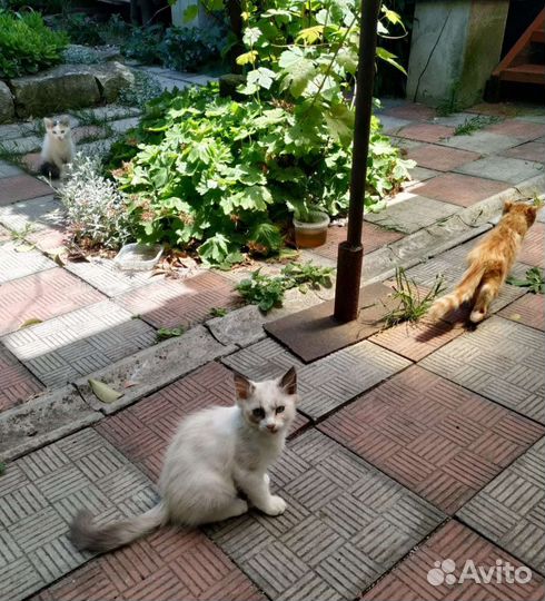 Котята ищут дом