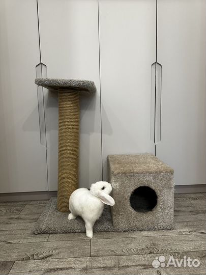 Когтеточка с домиком для кошки