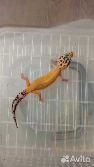 Геккон эублефар