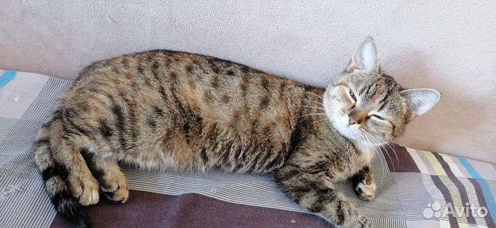 Кошечка подросток стерелизованная