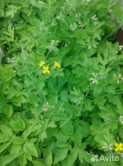 Чистотел мазь