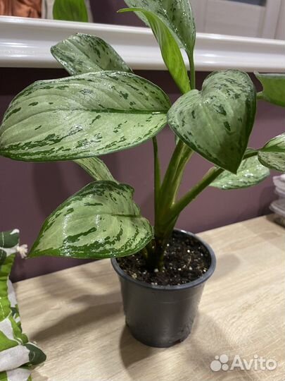 Аглаонема Сильвер Бей