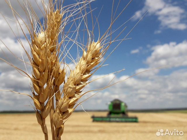 Комбикорм,зерносмеси,дробленка,кукуруза