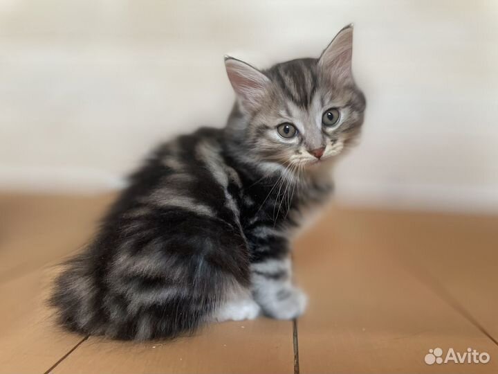 Курильский бобтейл