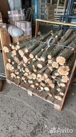 Стволы можжевельника