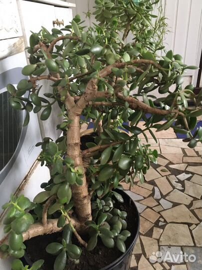 Крассула толстянка