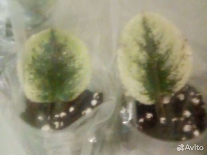 Укоренённые листики фиалок