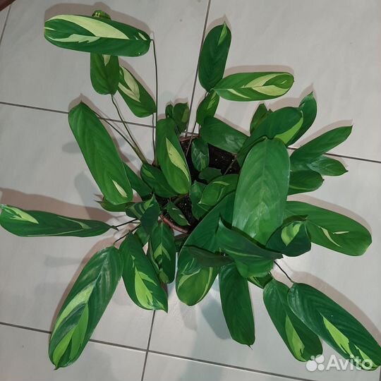 Ктенанта Лубберса