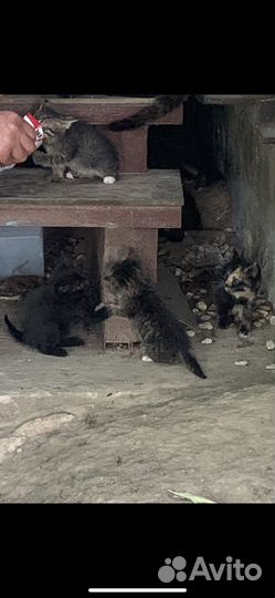 Очаровательные котята ищут дом