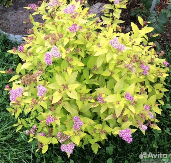 Спирея Голд Маунд