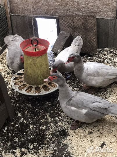 Индоутята голубые, лаванда