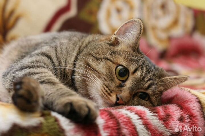 Передержка котиков