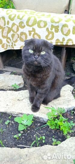 Шотландская