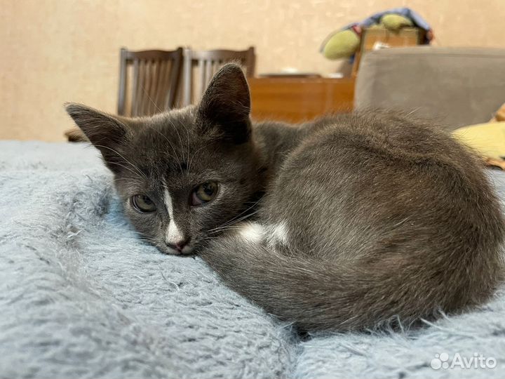 Котенок мальчик