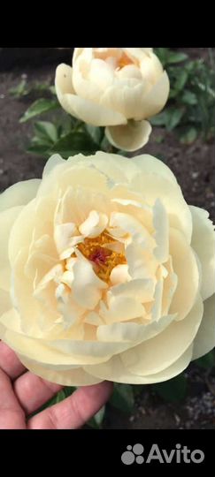 Пионы пастелеганс