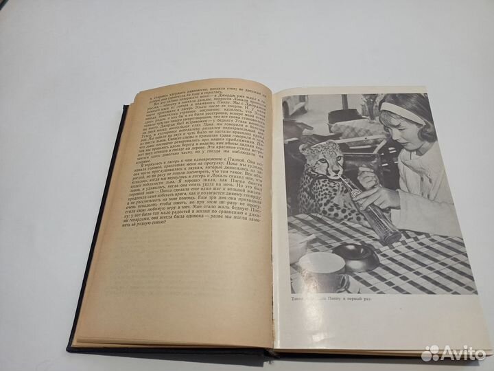 Джой Адамсон. Пятнистый Свинкс. Пиппа бросает вызо