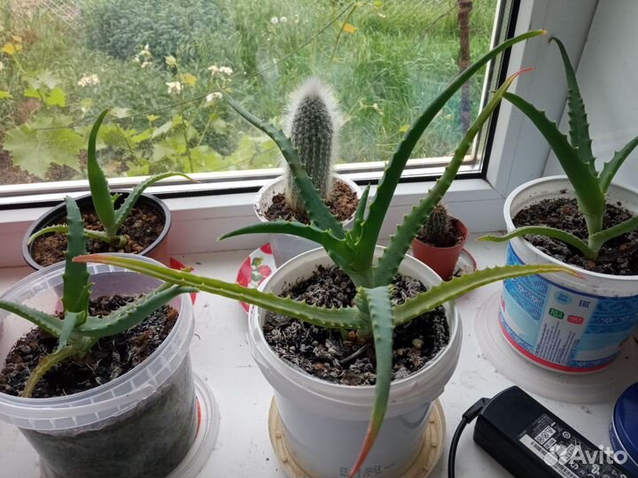 Алоэ древовидный