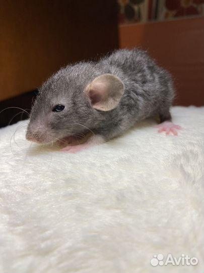 Крысята Дамбо рекс чёрные кучерявые с клеткой